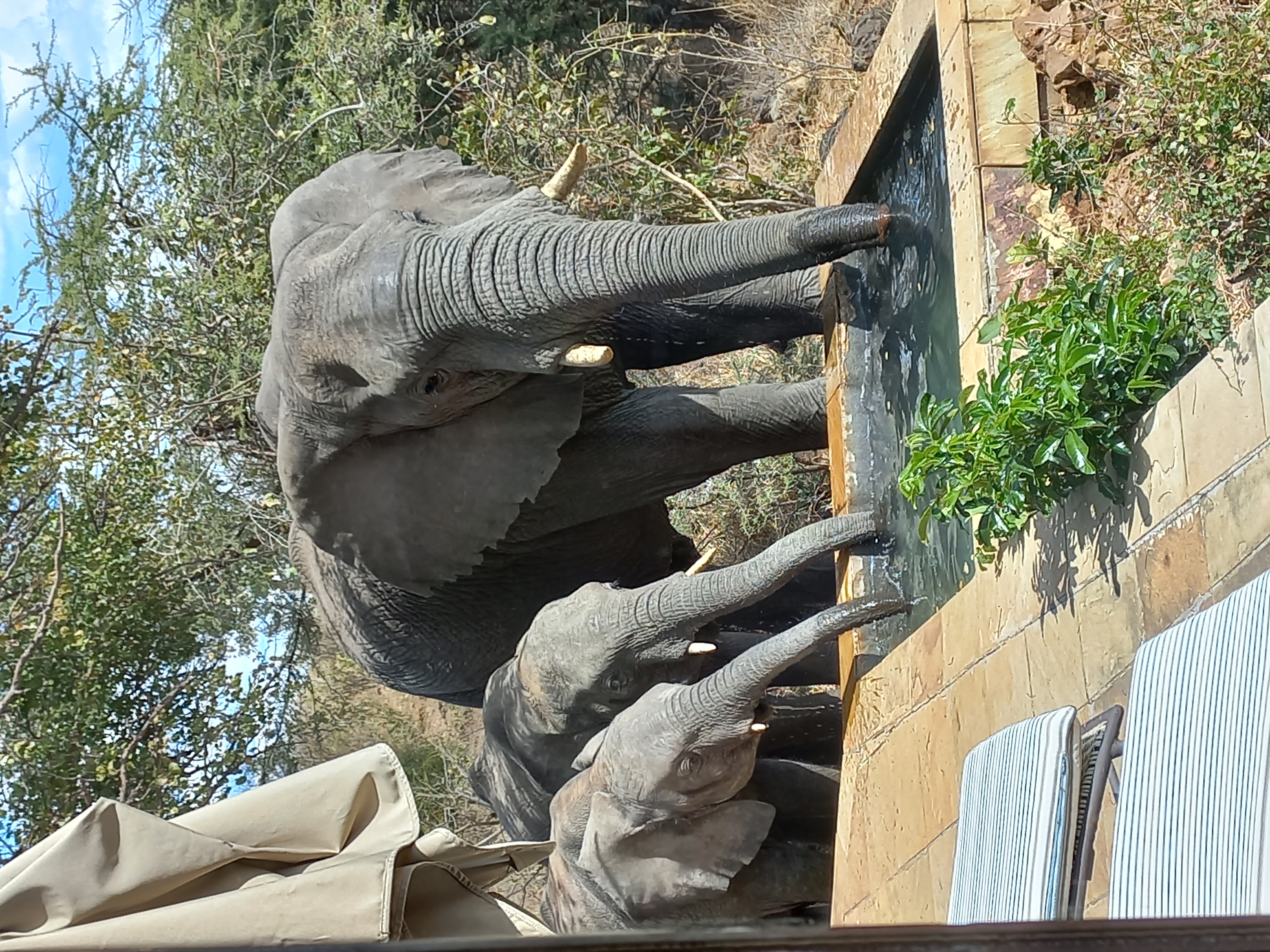 Elephants at Ngoma, Botswana